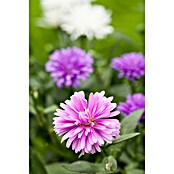 Piardino Glattblatt-Aster (Aster novi-belgii, rosa, Rosa) | BAUHAUS