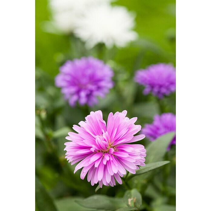 Piardino Glattblatt-AsterAster novi-belgii, rosa, Rosa Detail Shot