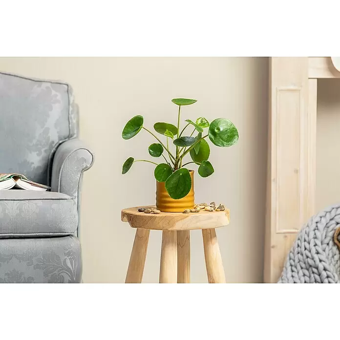 Piardino Kanonierblume GlückstalerPilea peperomioides, Topfgröße: 15 cm, Dunkelgrün