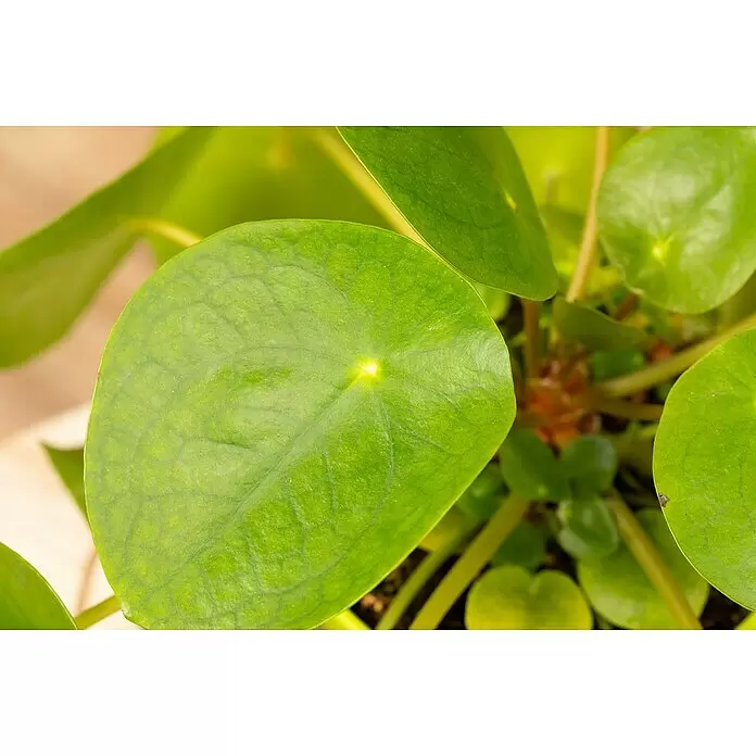 Piardino Kanonierblume GlückstalerPilea peperomioides, Topfgröße: 15 cm, Dunkelgrün