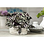 Piardino Zebrakraut (Tradescantia zebrina, Topfgröße: 15 cm, Grün-Weiß) | BAUHAUS