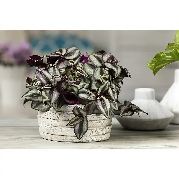 Piardino ZebrakrautTradescantia zebrina, Topfgröße: 15 cm, Grün-Weiß - Nahaufnahme einer Tradescantia zebrina Pflanze in einem Topf, mit dekorativen Vasen im Hintergrund.