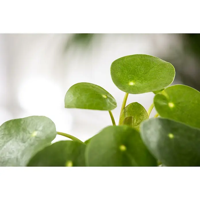 Piardino Kanonierblume GlückstalerPilea peperomioides, Topfgröße: 15 cm, Dunkelgrün - Nahaufnahme einer Pilea peperomioides-Pflanze mit runden, grünen Blättern und einem hellen Hintergrund.