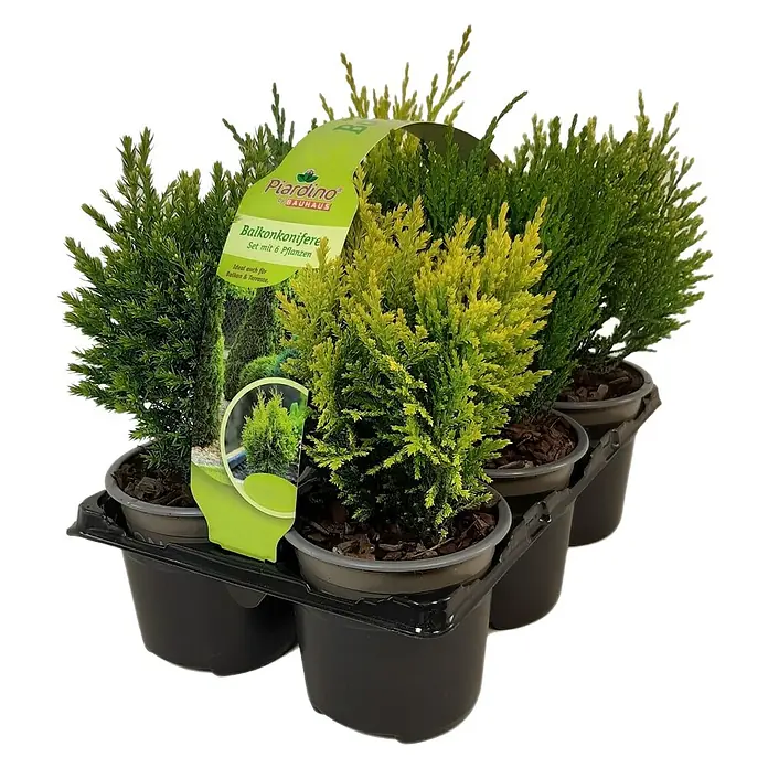 Piardino Koniferen-Mix - Koniferenmix, Topfgröße: 9 cm, Aktuelle Wuchshöhe: 30 cm - 40 cm - Balkonkonifere Set mit 6 Pflanzen im Topf, ideal für Balkon und Terrasse. Die Pflanzen sind grün und gelb.