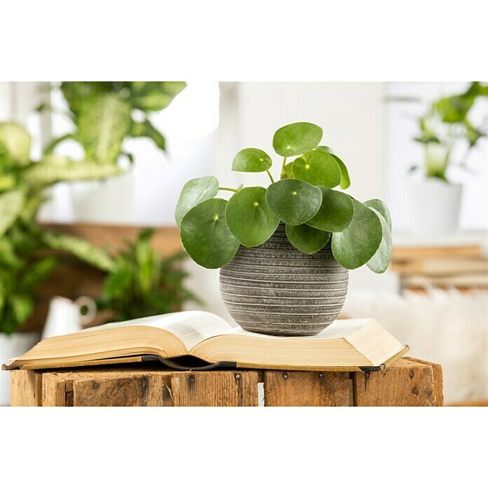 Piardino Kanonierblume GlückstalerPilea peperomioides, Topfgröße: 12 cm, Grün Mood Shot