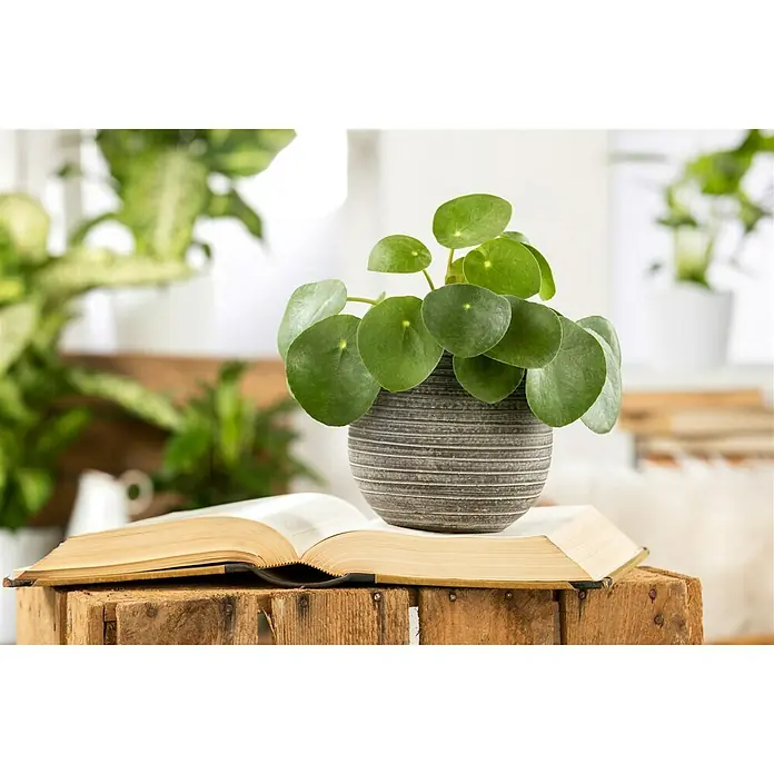 Piardino Kanonierblume Glückstaler - Pilea peperomioides, Topfgröße: 12 cm, Grün - Chinesische Geldpflanze in einem gestreiften Topf, auf einem Buch und einer Holzkiste platziert. Die Pflanze hat runde, grüne Blätter.