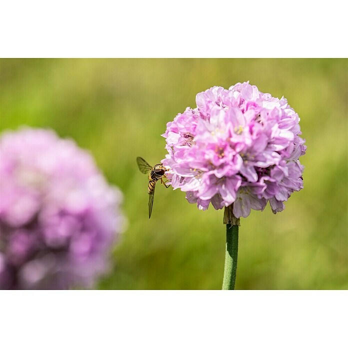 Piardino Grasnelke (Armeria pseudarmeria Dreameria, Topfgröße: 13 cm, Rosa) | BAUHAUS