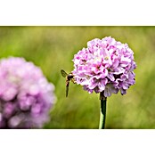 Piardino Grasnelke (Armeria pseudarmeria Dreameria, Topfgröße: 13 cm, Rosa) | BAUHAUS