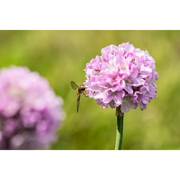Piardino Grasnelke - Armeria pseudarmeria Dreameria, Topfgröße: 13 cm, Rosa - Schwebfliege besucht eine rosafarbene Strandnelke, die mit ihrer leuchtenden Farbe und zarten Blütenblättern alle Blicke auf sich zieht.