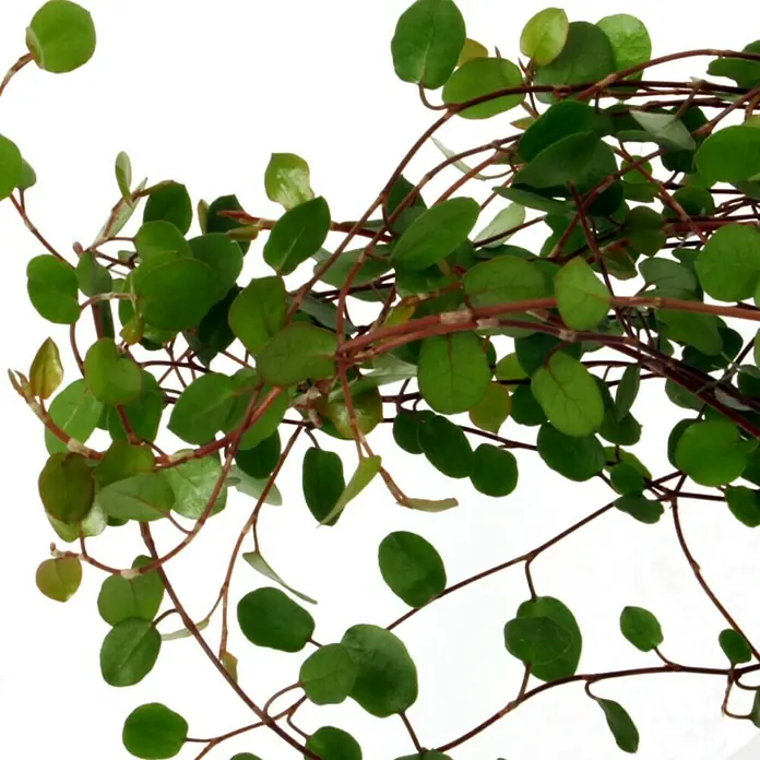 Piardino Drahtstrauch - Muehlenbeckia complexa, Topfgröße: 12 cm, Blattfarbe: Grün - Nahaufnahme einer Muehlenbeckia complexa Pflanze mit kleinen, runden Blättern und rötlichen Stielen auf einem weißen Hintergrund.