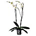 Piardino Orquídea mariposa 