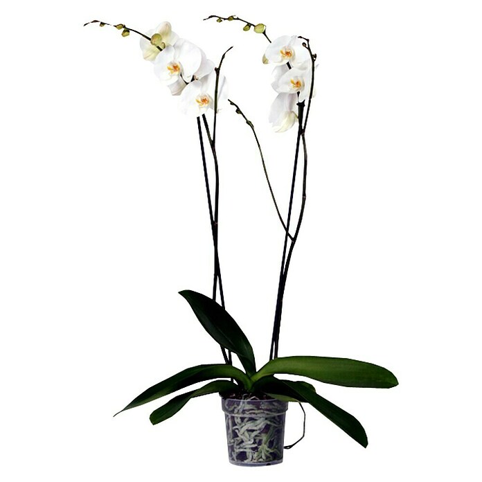 Piardino Orquídea mariposa (Phalaenopsis Hybride Snow Ball, Tamaño de maceta: 15 cm, Blanco)