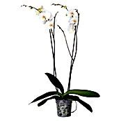 Piardino Orquídea mariposa (Phalaenopsis Hybride Snow Ball, Tamaño de maceta: 15 cm, Blanco)