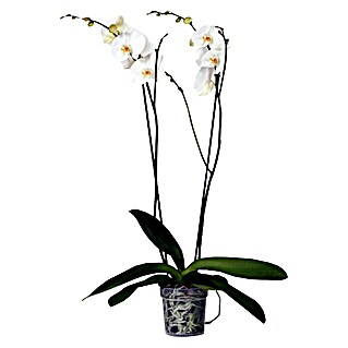 Piardino Orquídea mariposa (Phalaenopsis Hybride Snow Ball, Tamaño de maceta: 15 cm, Blanco, Número de brotes: 2 ud., En posición vertical)