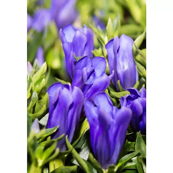 Piardino Japanischer HerbstenzianGentiana scabra, Blütenfarbe: Sortenabhängig