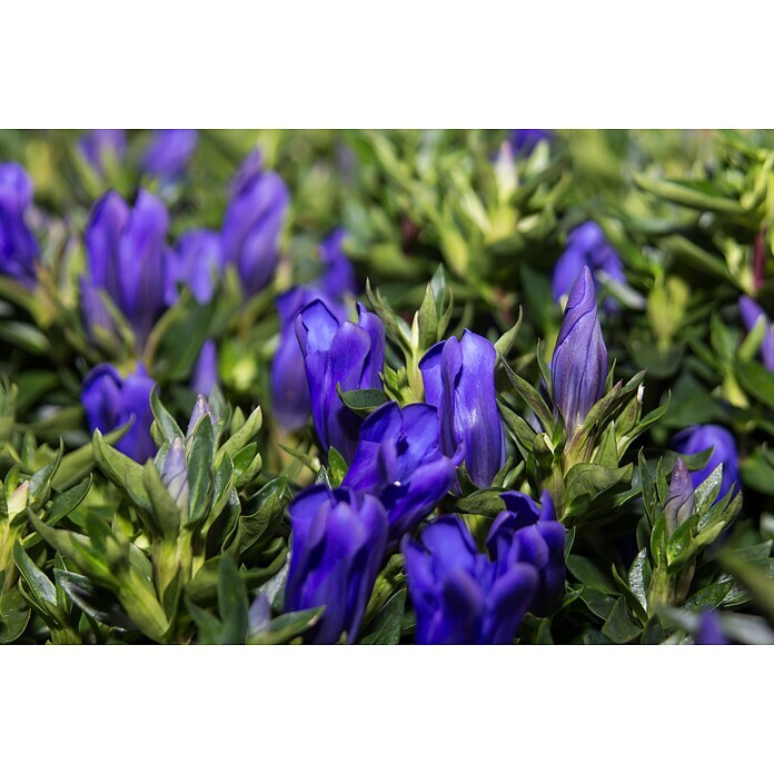 Piardino Japanischer HerbstenzianGentiana scabra, Blütenfarbe: Sortenabhängig Detail Shot