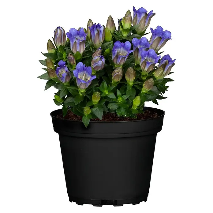 Piardino Japanischer Herbstenzian - Gentiana scabra, Topfgre: 10 cm, Blau  online kaufen bei BAUHAUS