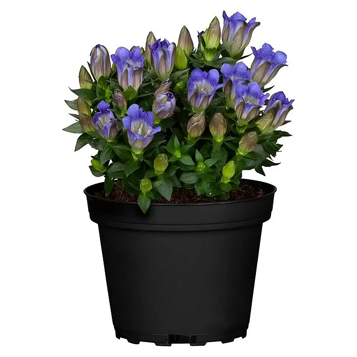 Piardino Japanischer HerbstenzianGentiana scabra, Blütenfarbe: Sortenabhängig - Vorderansicht