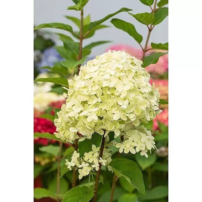 Piardino Rispen-Hortensie knospig - Hydrangea paniculata 'Limelight', Topfgröße: 28 cm, Grün/Weiß - Nahaufnahme einer hellgrünen und weißen Hortensienblüte an einer Pflanze, mit unscharfen bunten Blumen im Hintergrund.