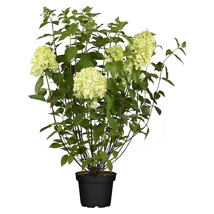 Piardino Rispen-Hortensie Kingsize - Hydrangea paniculata, Topfgröße: 17 cm, Weiß - Vorderansicht
