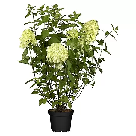 Piardino  Rispen-Hortensie knospig