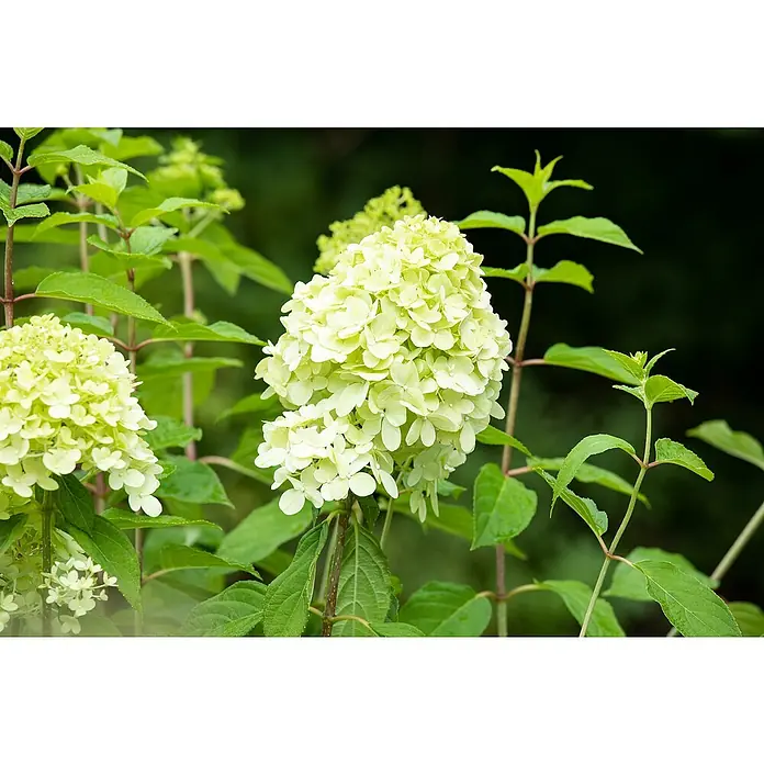 Piardino Rispen-Hortensie knospig - Hydrangea paniculata 'Limelight', Topfgröße: 28 cm, Grün/Weiß - Nahaufnahme einer Rispenhortensie 'Limelight' mit ihren charakteristischen, limettengrünen Blütenständen und saftig grünen Blättern.
