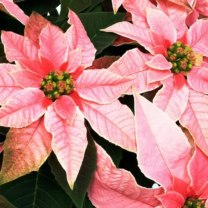 Piardino Flor de Pascua - Euphorbia pulcherrima Princettia, Tamaño de maceta: 12 cm, Dependiendo de la variedad - Primer plano de flores de pascua rosas con hojas de color verde oscuro, mostrando el color delicado de los pétalos.