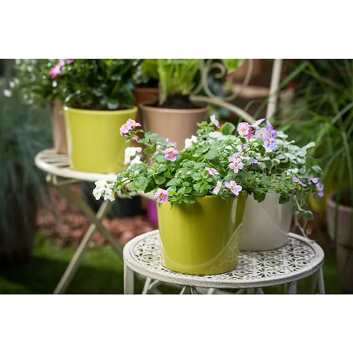 Piardino Schneeflockenblume - Sutera grandiflora, Topfgröße: 13 cm, Mehrfarbig - Blühende Nemesien in gelben und weißen Töpfen auf einem dekorativen Gartentisch. Nemesien sind perfekt für Kübelbepflanzungen im Garten.