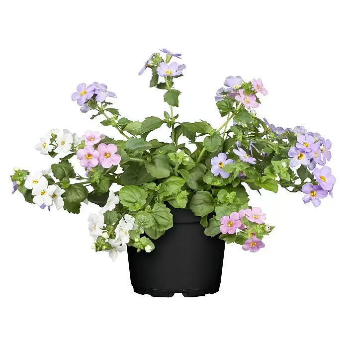 Piardino Schneeflockenblume - Sutera grandiflora, Topfgröße: 13 cm, Mehrfarbig - Topfpflanze mit grünen Blättern und kleinen weißen, rosa und lila Blüten in einem schwarzen Topf.