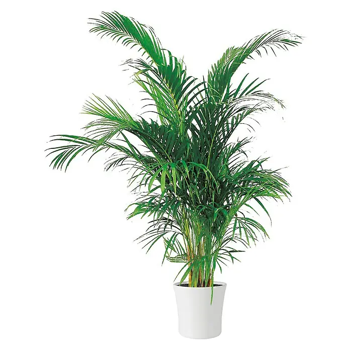 Soendgen Keramik Übertopf rund Tahiti - Max. Außendurchmesser: 32 cm, Weiß - Zimmerpflanze Areca Palme in einem weißen Topf. Die Pflanze hat viele lange, grüne Blätter und ist sehr buschig.
