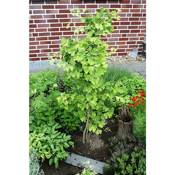 Ginkgo - Ginkgo biloba, Topfgröße: 12 cm - Ein junger Ginkgobaum mit fächerförmigen Blättern steht in einem Gartenbeet vor einer Ziegelmauer.