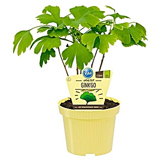 Ginkgo