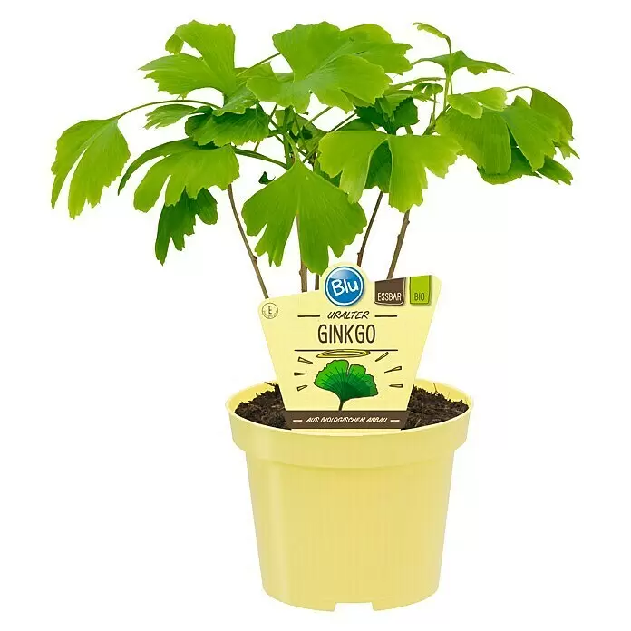 Ginkgo - Ginkgo biloba, Topfgröße: 12 cm - Junge Ginkgo-Pflanze mit grünen Blättern in einem gelben Topf, mit Bio-Produkttag.