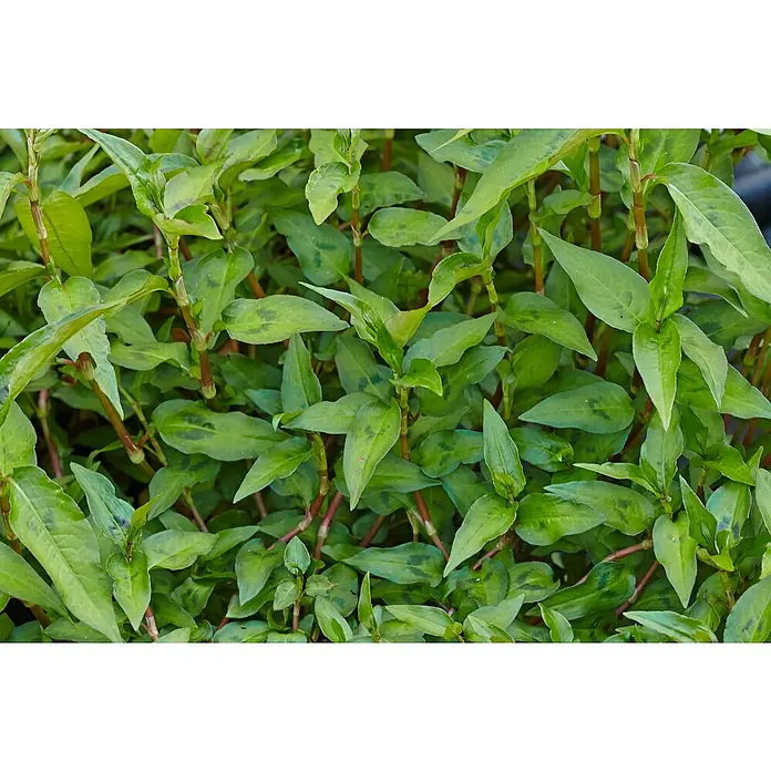 Blu Bio Koriander [vietnamesischer] - Polygonum odoratum, Topfgröße: 12 cm - Nahaufnahme einer Menge grüner Blätter, die dicht beieinander wachsen. Die Blätter sind spitz zulaufend und haben eine leicht glänzende Oberfläche.