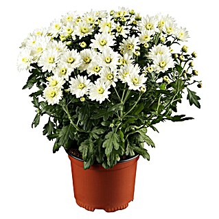 Piardino Herbst-Chrysantheme (Chrysanthemum indicum, Topfgröße: 11 cm, Weiß)