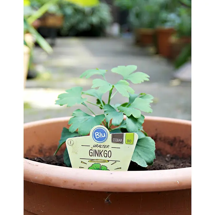 Ginkgo - Ginkgo biloba, Topfgröße: 12 cm - Nahaufnahme einer Ginkgo-Pflanze in einem Topf mit einem Etikett, das die Aufschrift "Uralter Ginkgo" trägt.