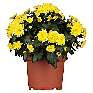 Piardino Herbst-Chrysantheme (Chrysanthemum indicum, Topfgröße: 11 cm, Gelb)