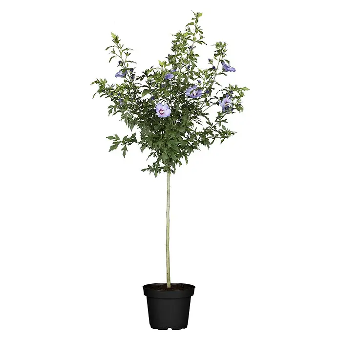 Piardino Garteneibisch Stamm - Hibiscus syriacus, Topfgröße: 21 cm - Ein Hibiskusbaum im Topf, der üppig mit blauen Blüten und grünen Blättern geschmückt ist, die auf einem schlanken Stamm stehen.
