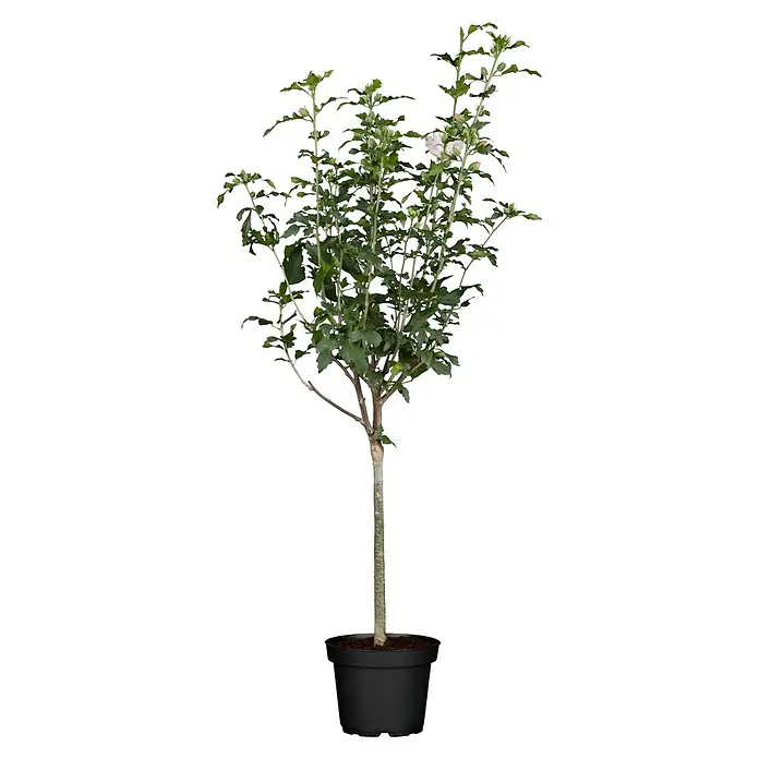 Piardino Garteneibisch Stamm - Hibiscus syriacus, Topfgröße: 21 cm - Ein dekorativer Chrysanthemenbaum im Topf, mit grünen Blättern und vereinzelten weißen Blüten, ideal für Innenräume.