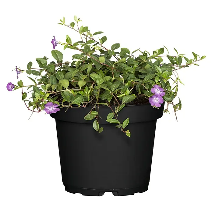 Piardino Kleinblättriges Immergrün - Vinca minor, Topfgröße: 9 cm, Rot - Eine Topfpflanze mit grünen Blättern und zarten lila Blüten, die elegant aus einem schwarzen Topf herabhängen.