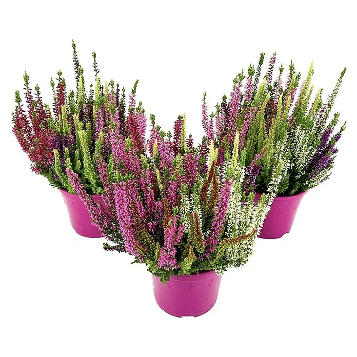Piardino Besenheide - Calluna vulgaris 'Beauty Ladies', Topfgröße: 14 cm, 7 Farben - Drei violette Heidekrautpflanzen in passenden Töpfen, die eine ruhige und elegante Atmosphäre schaffen.