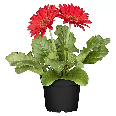 Piardino  Gerbera