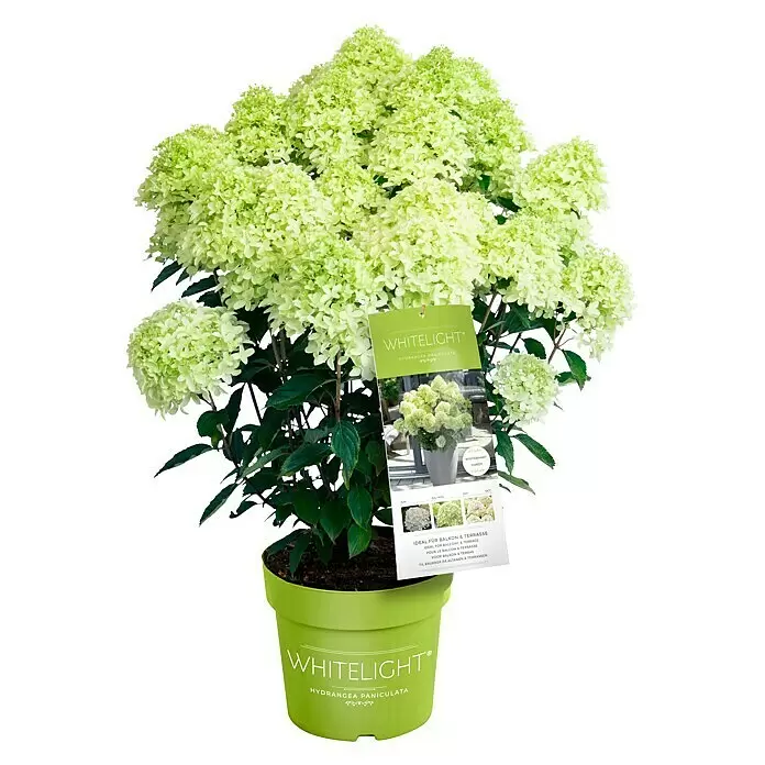 Piardino Rispen-Hortensie - Hydrangea paniculata 'Whitelight', Topfgröße: 23 cm, Cremeweiß - Diagonale Ansicht