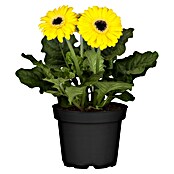 Gerbera (Topfgröße: 12 cm)