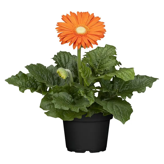 Piardino Gerbera - Gerbera jamesonii, Topfgre: 12 cm, Bltenfarbe:  Sortenabhngig online kaufen bei BAUHAUS