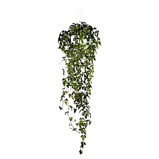 Piardino Klimme (Cissus rhombifolia 'Ellen Danica', Topfgröße: 18 cm)