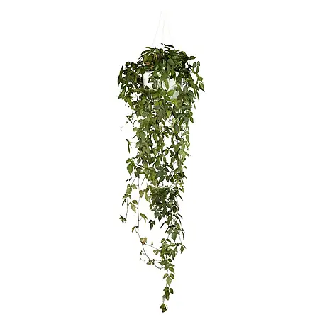 Piardino  Klimme
