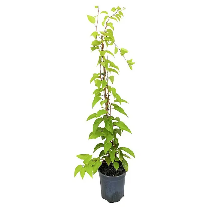 Strahlengriffel - Actinidia arguta, Erntezeit: September, Männlich - Attraktive Kletterpflanze in einem Topf. Die Pflanze hat grüne Blätter und einen stabilen Stamm, ideal für die Dekoration von Innenräumen.