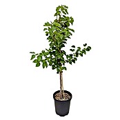 Aprikose Goldrich (Prunus armeniaca, Topfgröße: 10 l)