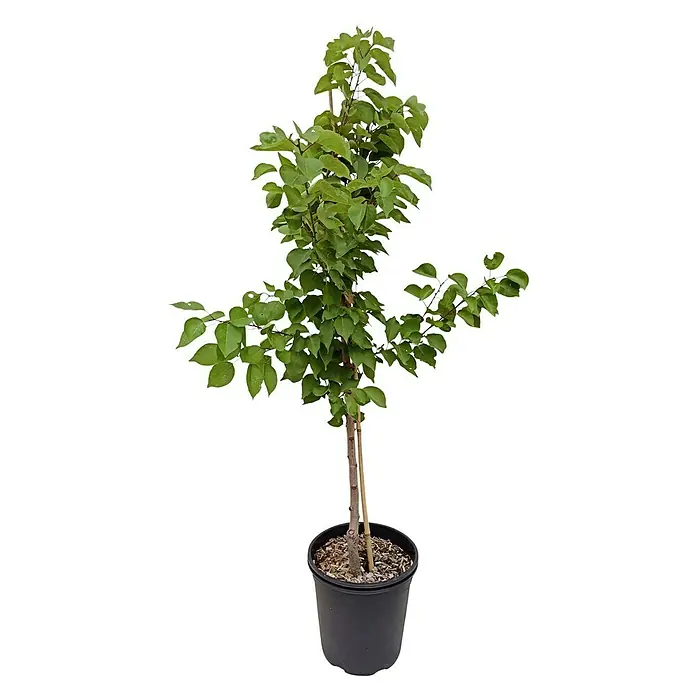 Aprikose Goldrich - Prunus armeniaca, Erntezeit: Juli - Zimmerpflanze mit grünen Blättern in einem schwarzen Topf. Ideal für die Dekoration von Innenräumen und zur Verbesserung der Luftqualität.